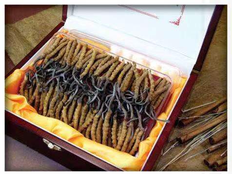 徐闻冬虫夏草回收